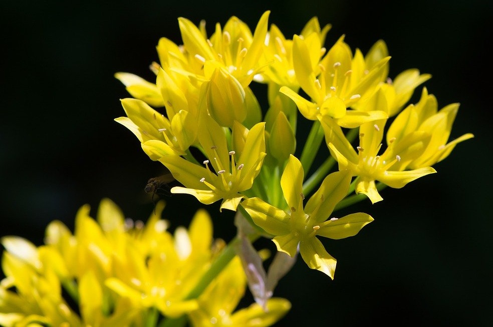 coltivare i bulbi da fiore autunnali - Allium