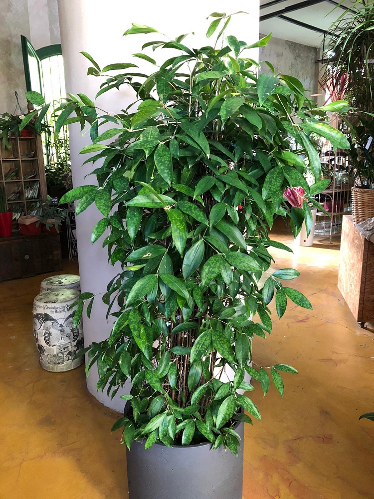 coltivare la Dracena surculosa