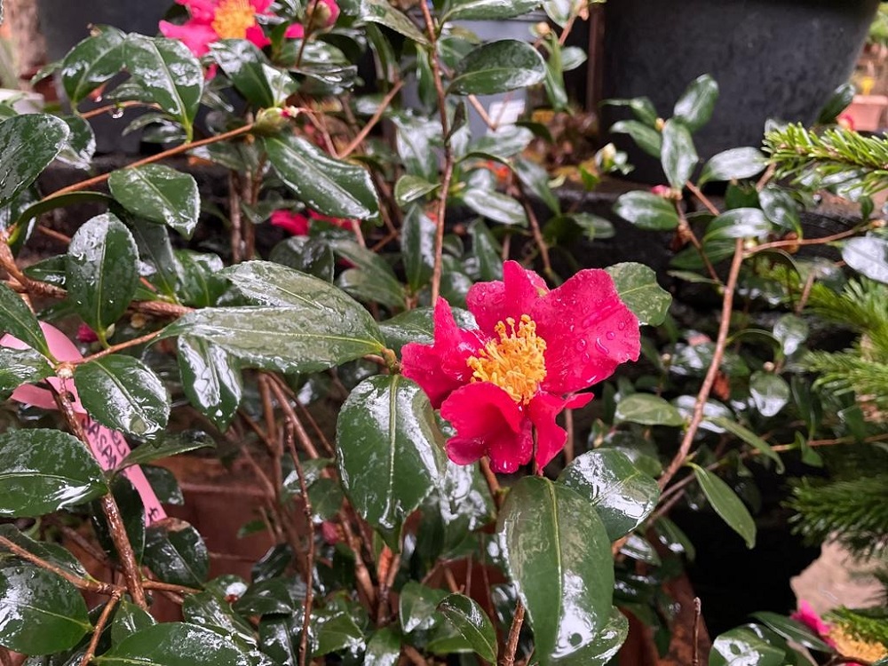 coltivare la Camelia sasanqua