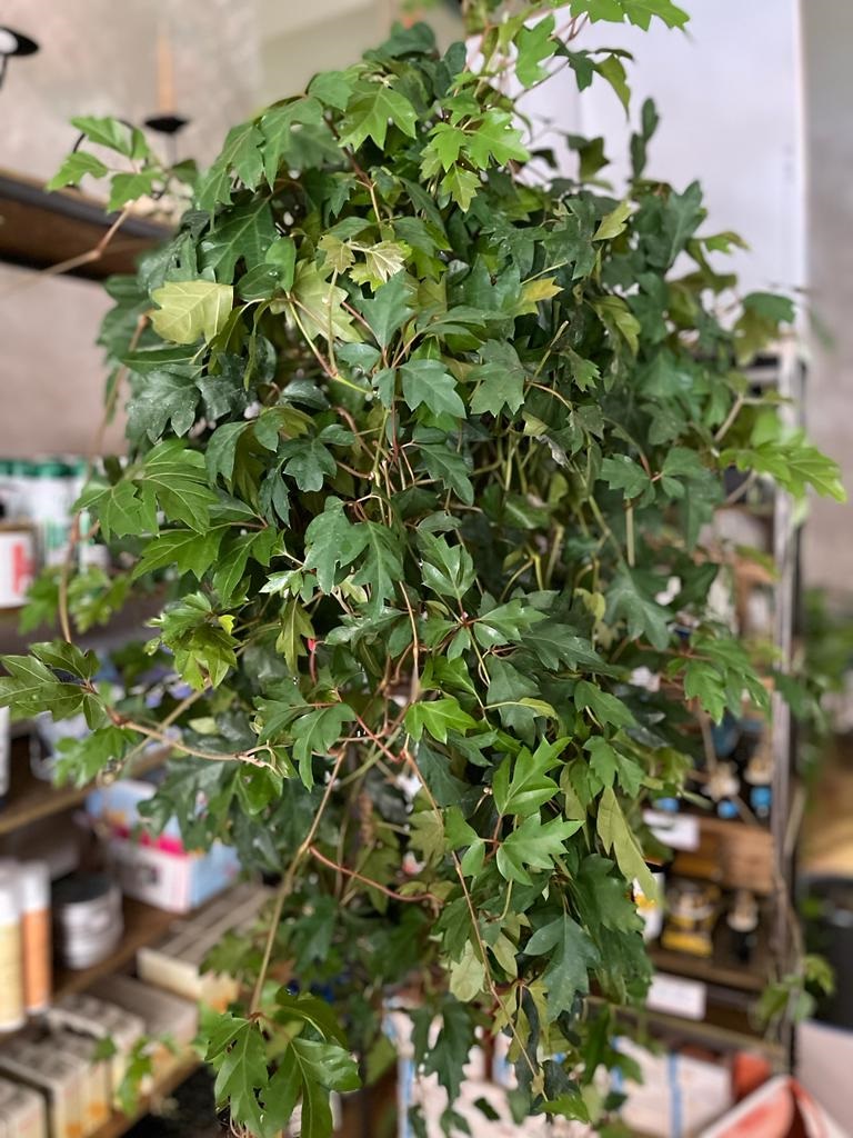 coltivare il Cissus rhombifolia