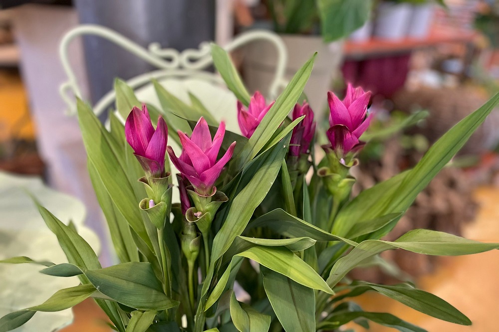 coltivare la Curcuma