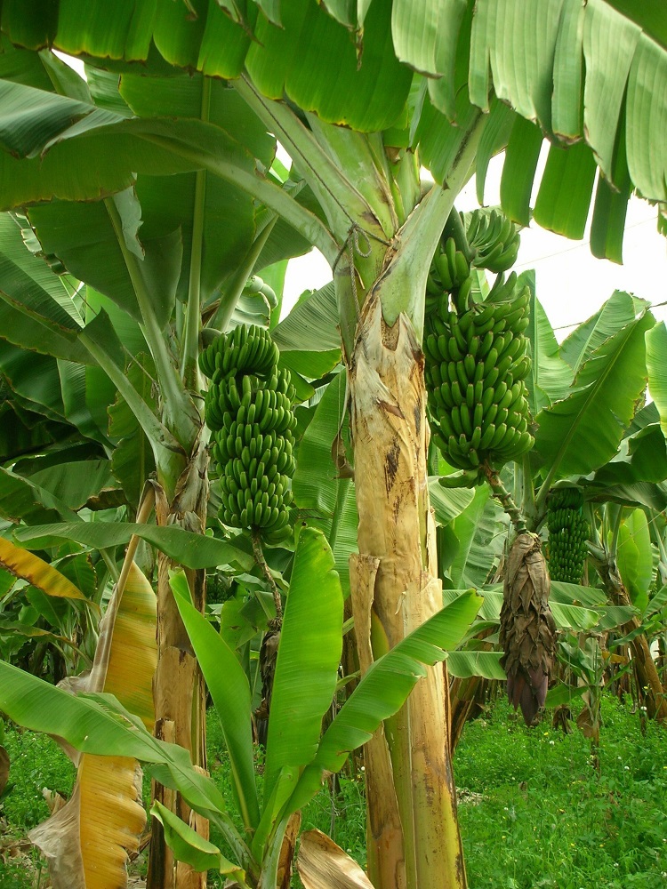 Come coltivare il Banano in vaso in appartamento - i consigli di Capoverde