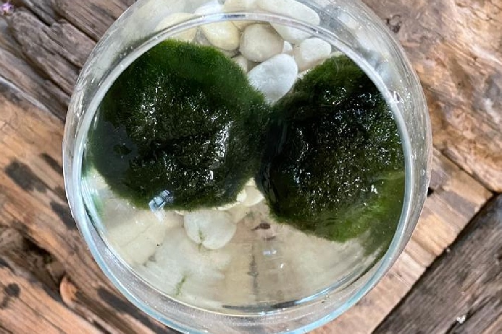 Come coltivare un Marimo: la alga a palla - i consigli di Capoverde