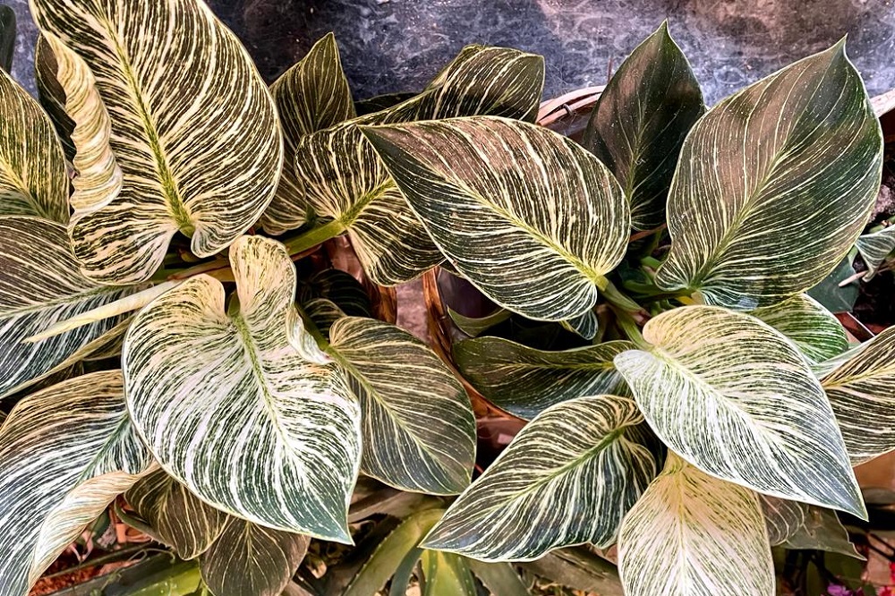 piante da regalare a Natale - Philodendron white wave