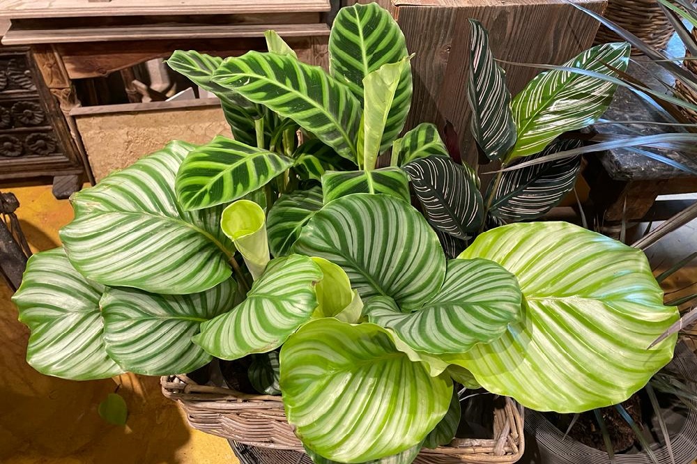 piante da regalare a Natale - calathea