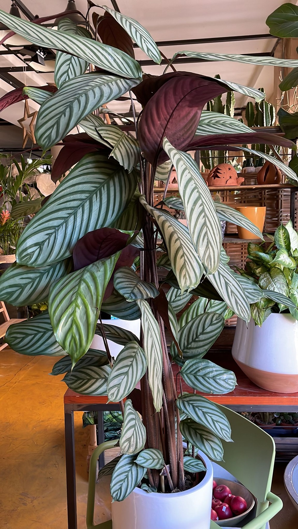 coltivare la Ctenanthe