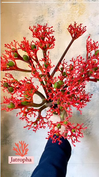 jatropha corallo