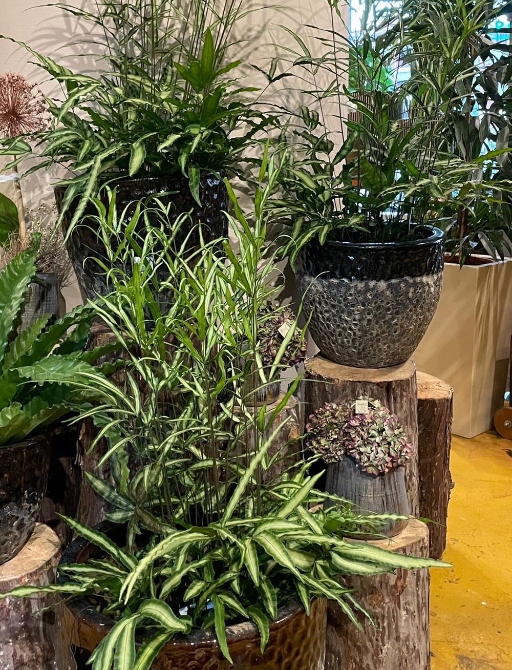coltivare la Pteris