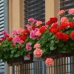 Coltivare il Geranio