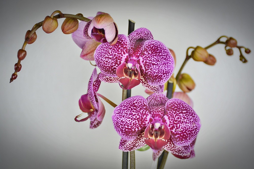 Curare le Orchidee