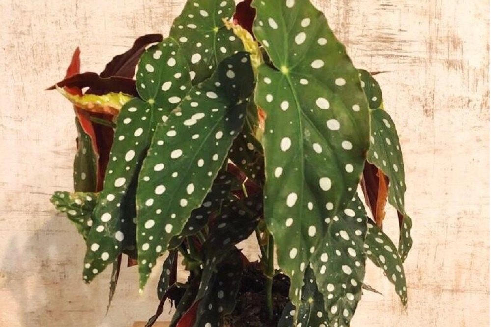 coltivare la Begonia maculata