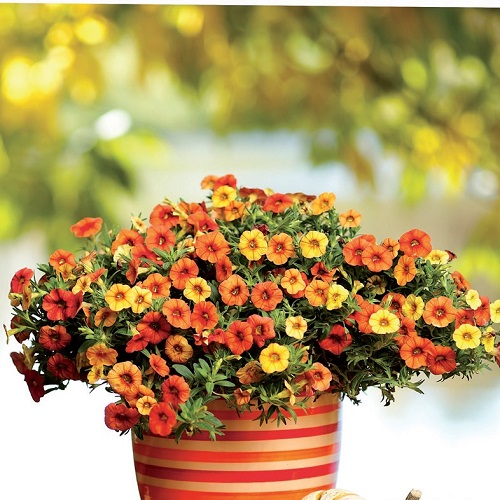 coltivare la Calibrachoa