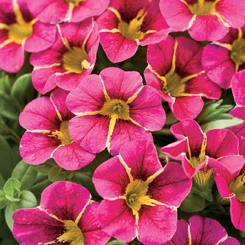 coltivare la Calibrachoa