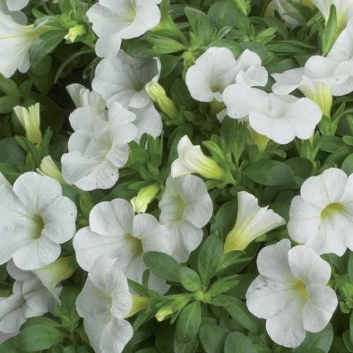 coltivare la Calibrachoa