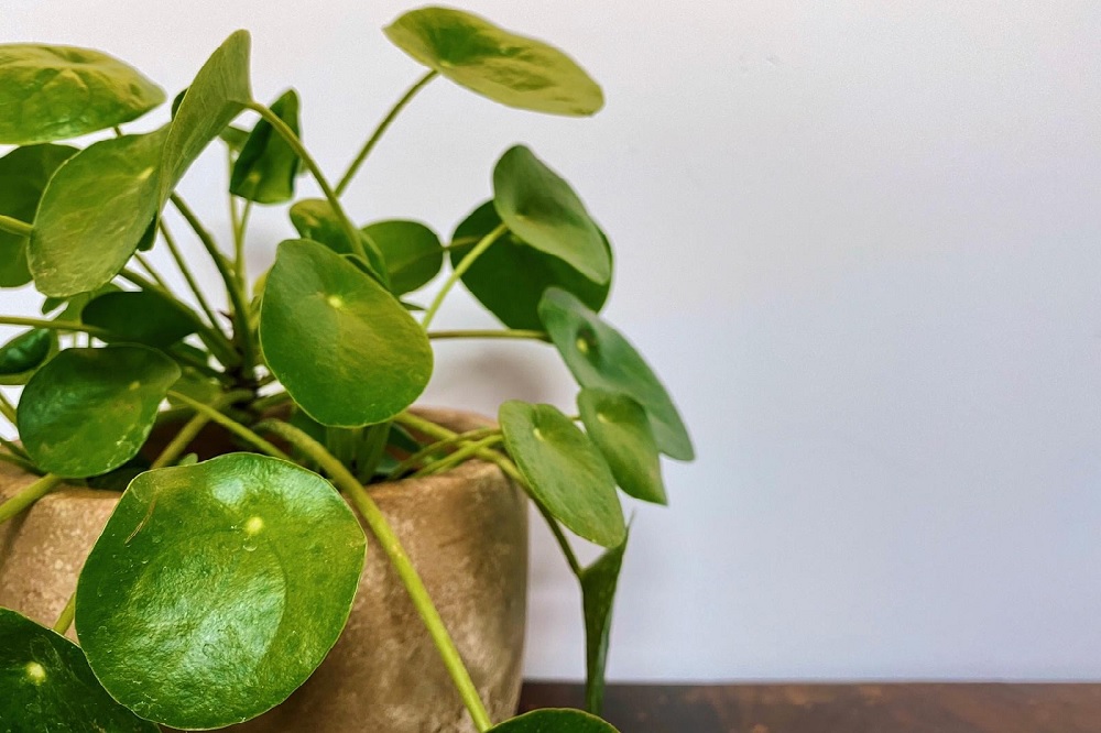 coltivare la Pilea