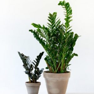 coltivare la zamioculcas