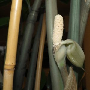 coltivare la zamioculcas