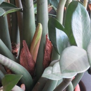 coltivare la zamioculcas