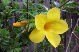 piante per il giardino al mare - Allamanda