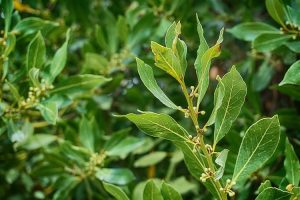 piante per il giardino al mare - Alloro