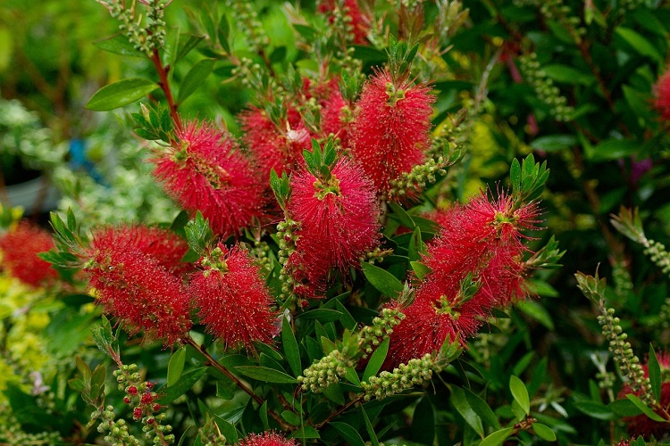 piante per il giardino al mare - Callistemon