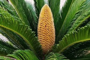 piante per il giardino al mare - Cycas