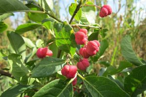 piante per il giardino al mare - Evonimo