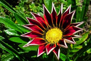 piante per il giardino al mare - Gazania