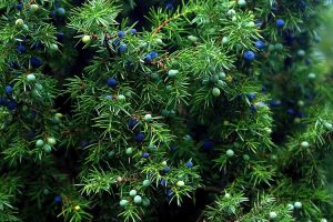 piante per il giardino al mare - Ginepro