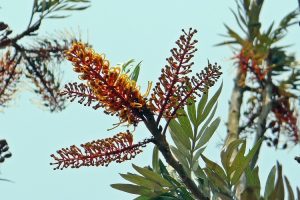 piante per il giardino al mare - Grevillea