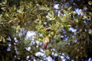 piante per il giardino al mare - Leccio