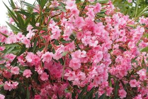 piante per il giardino al mare - Oleandro