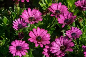 piante per il giardino al mare - Osteospermum