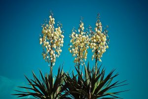 piante per il giardino al mare - Yucca