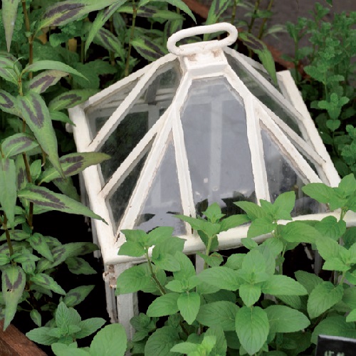 proteggere le piante dal gelo - campana per giardino