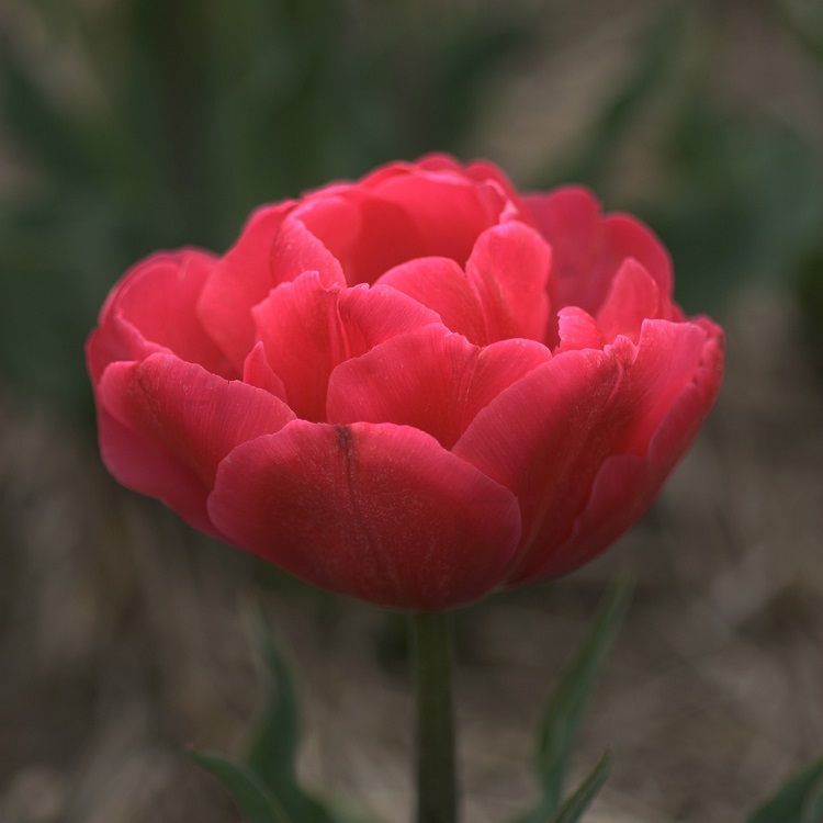 coltivare i bulbi da fiore autunnali - Tulipano doppio