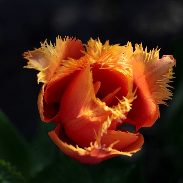 coltivare i bulbi da fiore autunnali - Tulipano frangiato