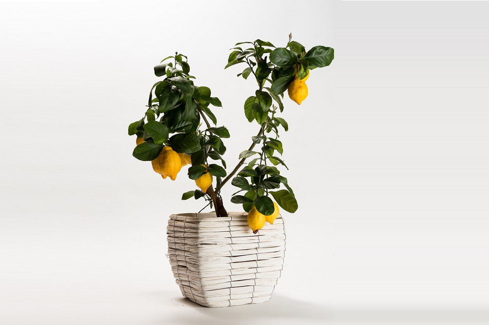 coltivare il Limone