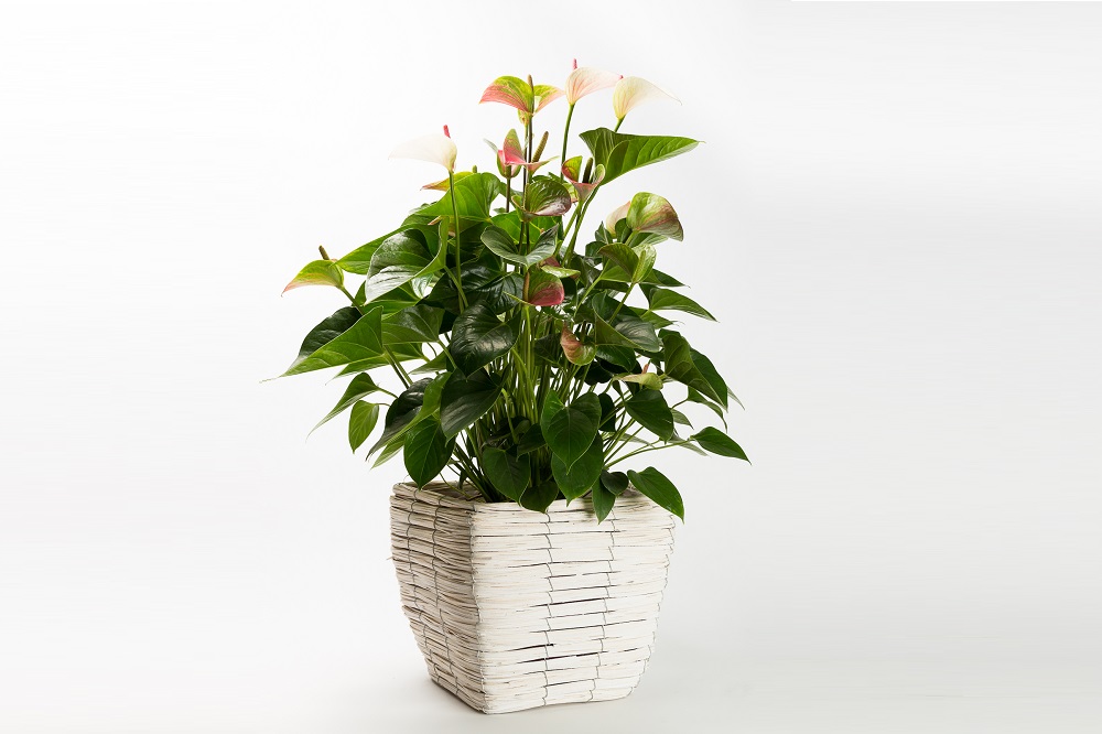 coltivare un ANTHURIUM ANDREANUM