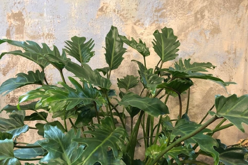 coltivare il Philodendron Xanadu
