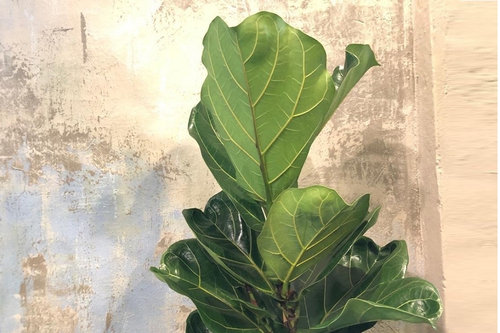 coltivare il ficus lyrata