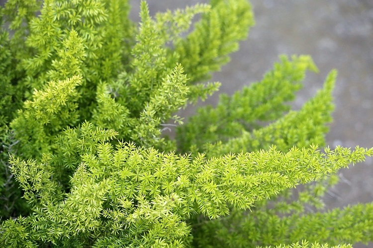 piante per il balcone - Asparagina