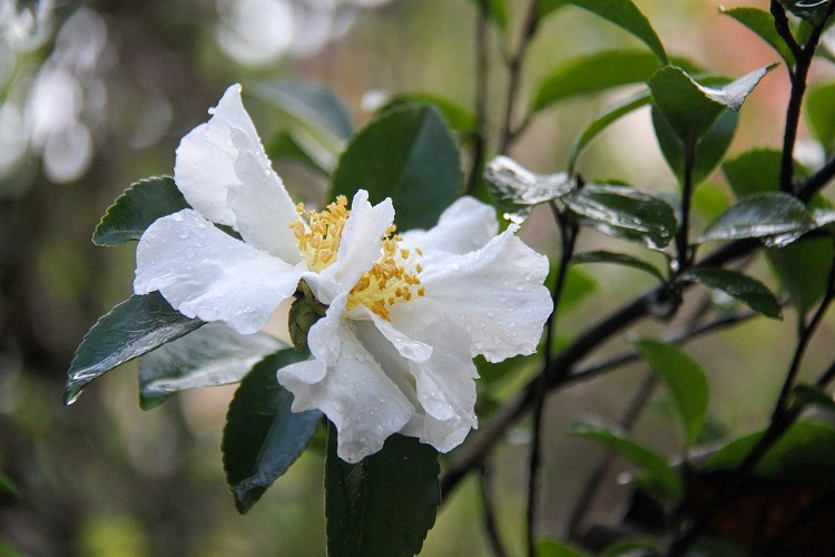piante per il balcone - Camellia sasanqua