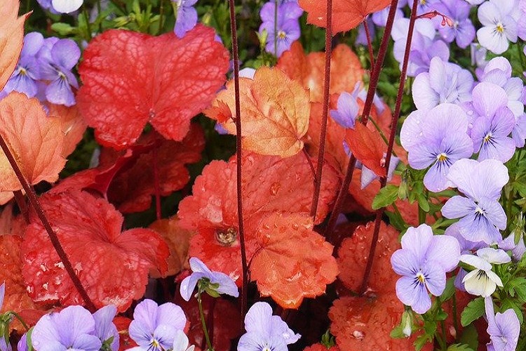 piante per il balcone - Heuchera