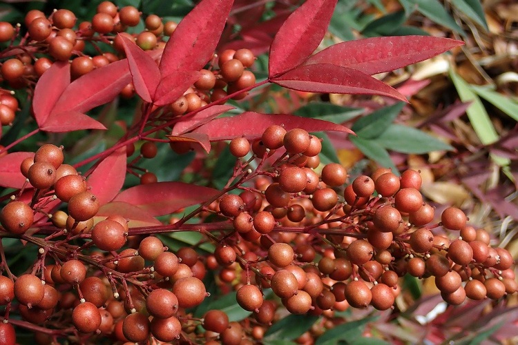 piante per il balcone - Nandina domestica