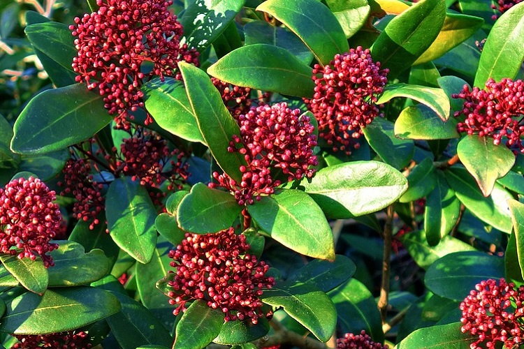 piante per il balcone - Skimmia japonica