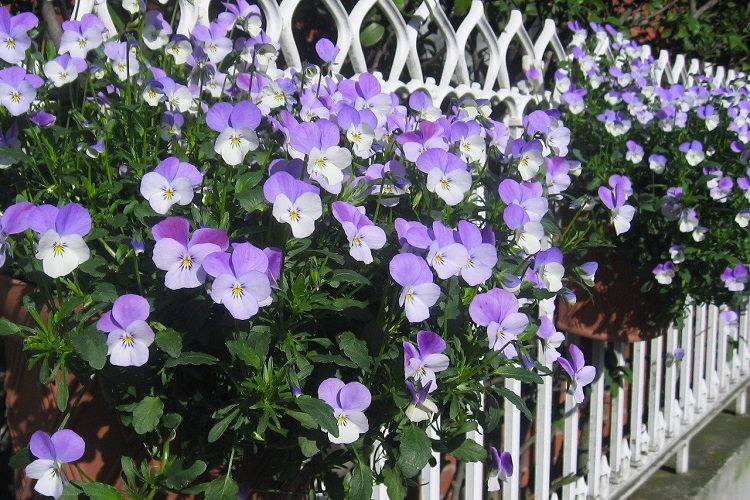 piante per il balcone - Viole