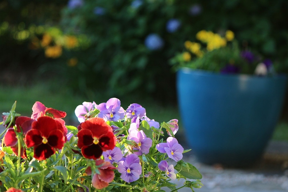 piante per il balcone