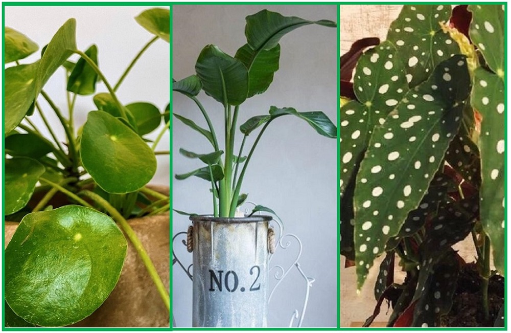 piante da appartamento che arredano