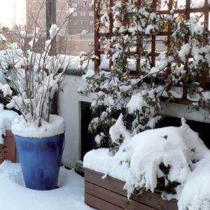 proteggere le piante dal freddo